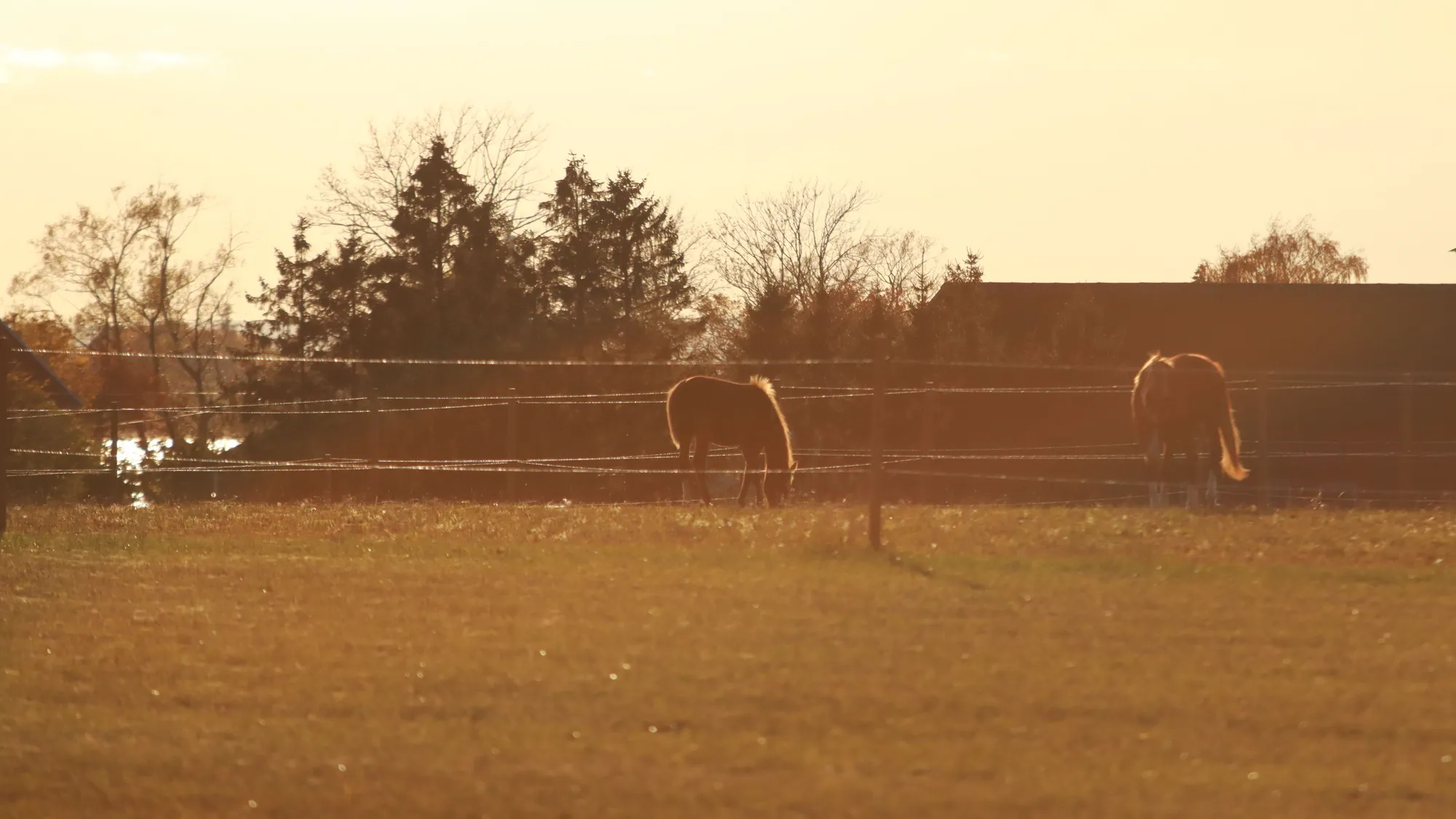 Horses grazing in a fenced paddock at sunset