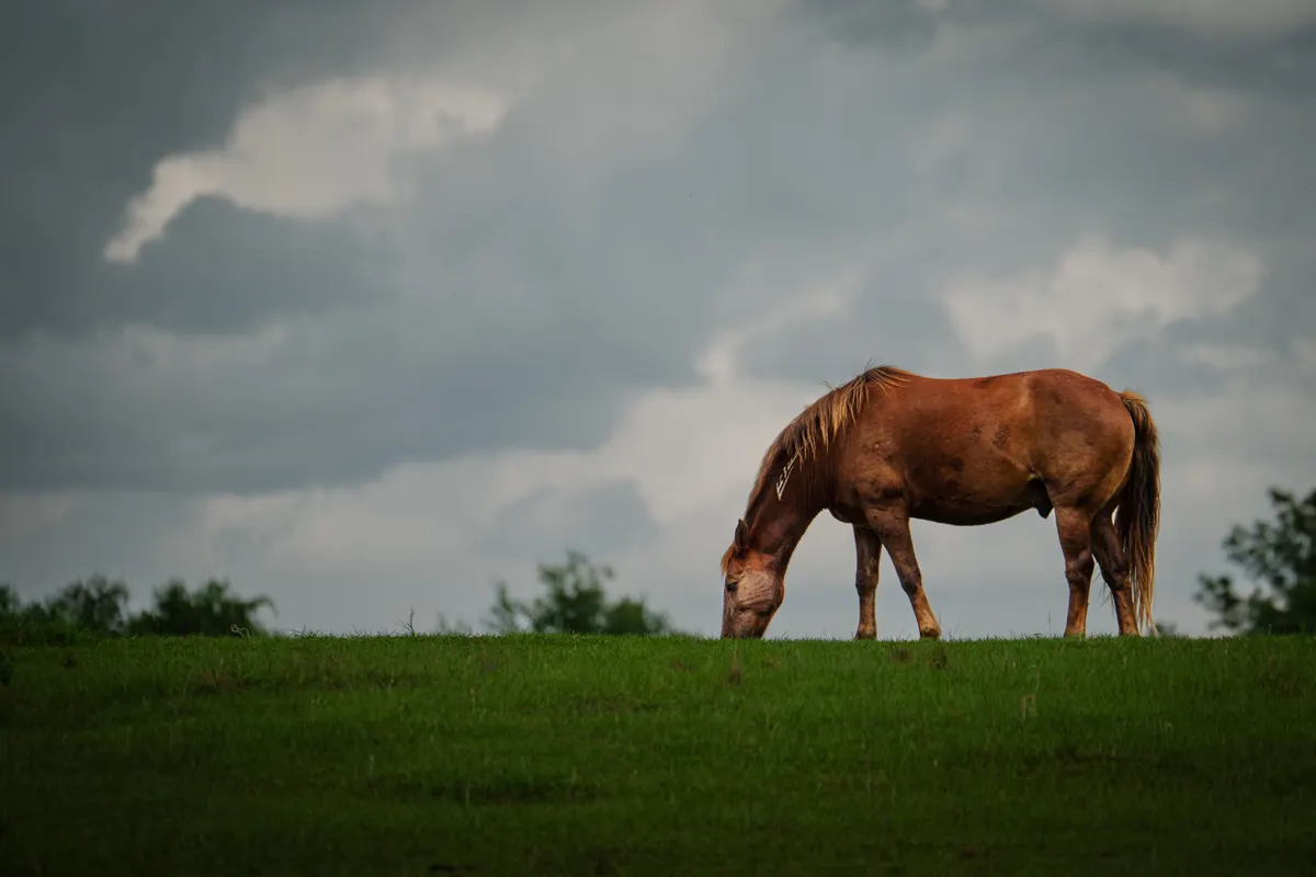 Ocala, Florida