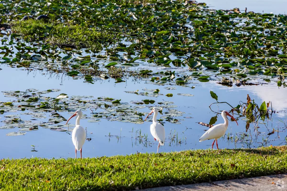 White ibises around Lake Eustis, Florida