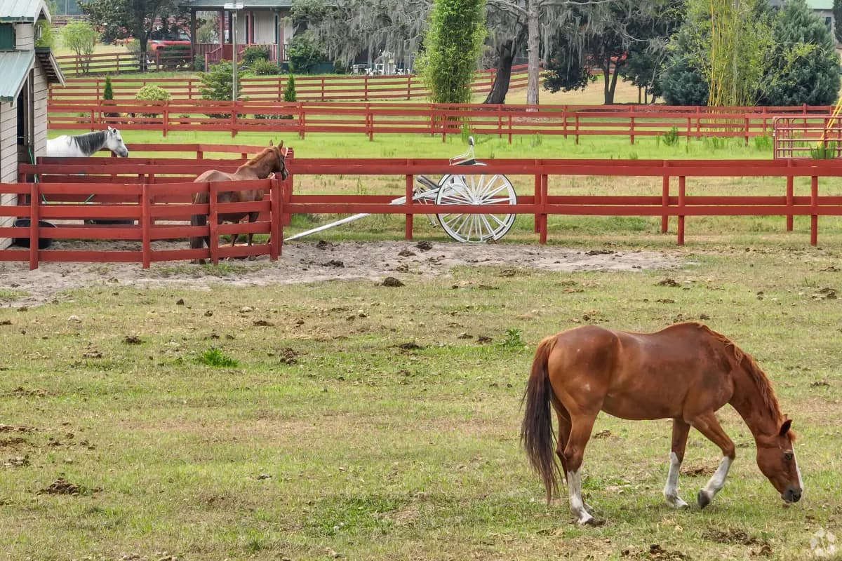 Equestrian acreage in Groveland, Florida