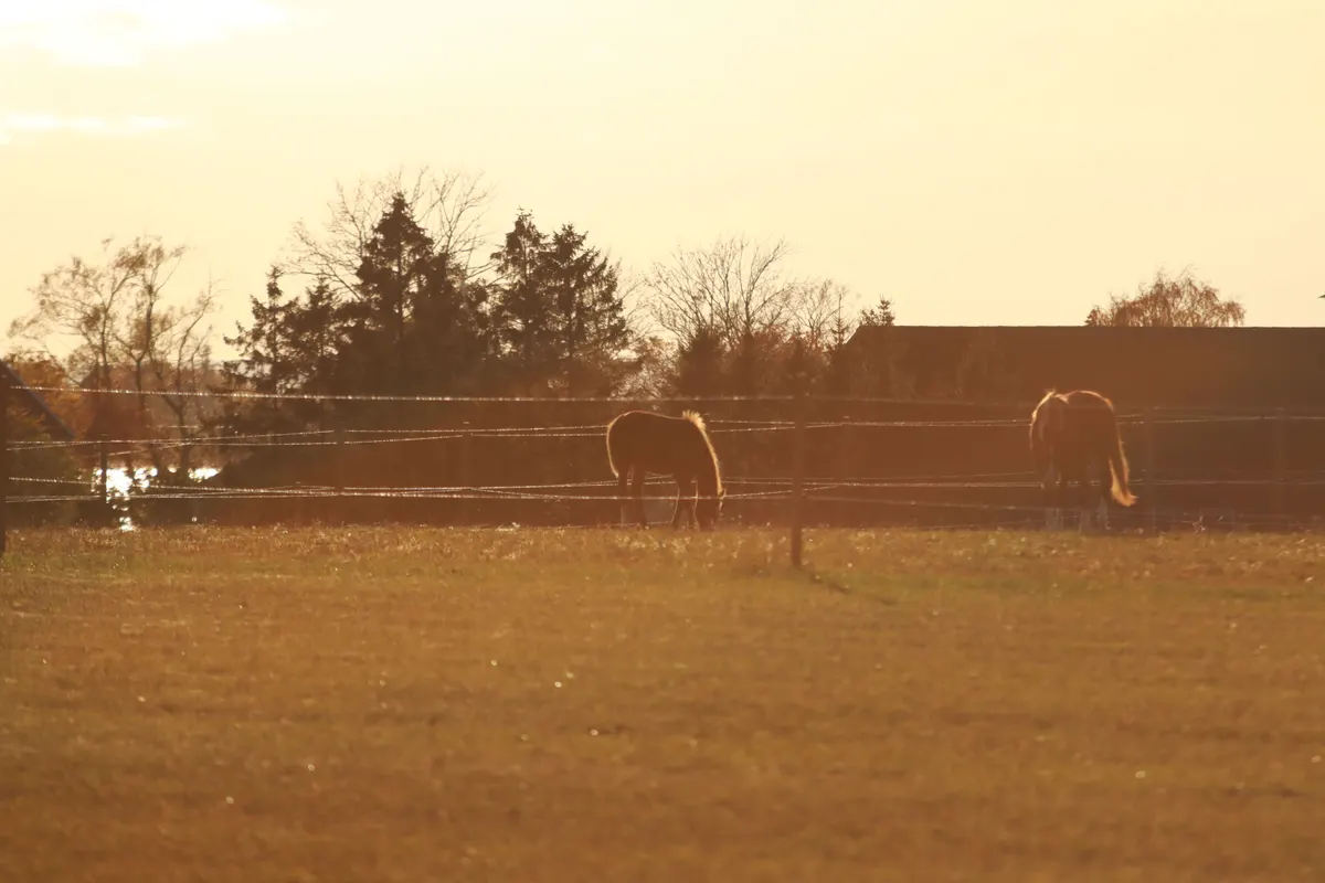 Horses grazing in a fenced paddock at sunset