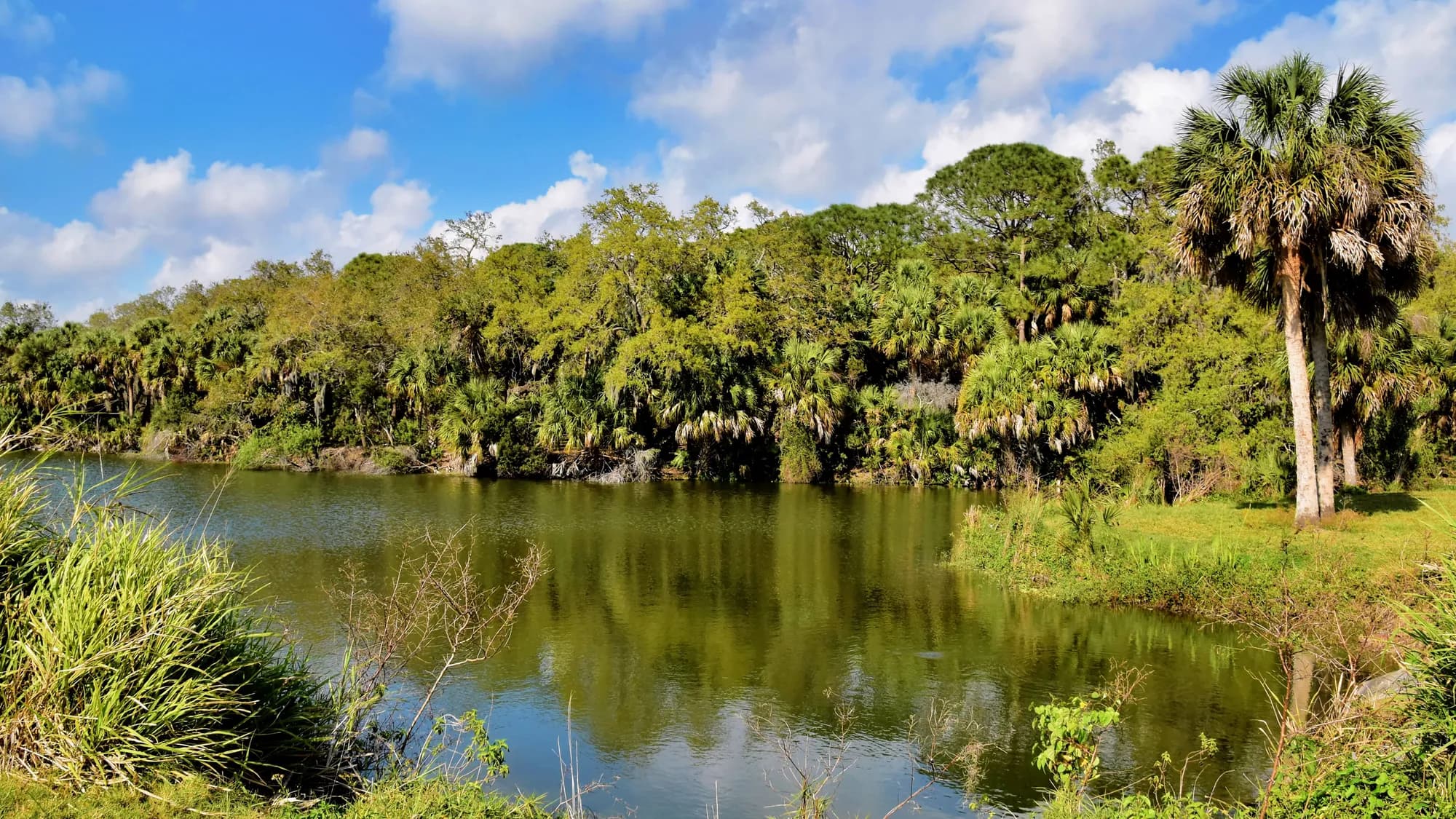 An inland lake ringed by palms and dense greenery