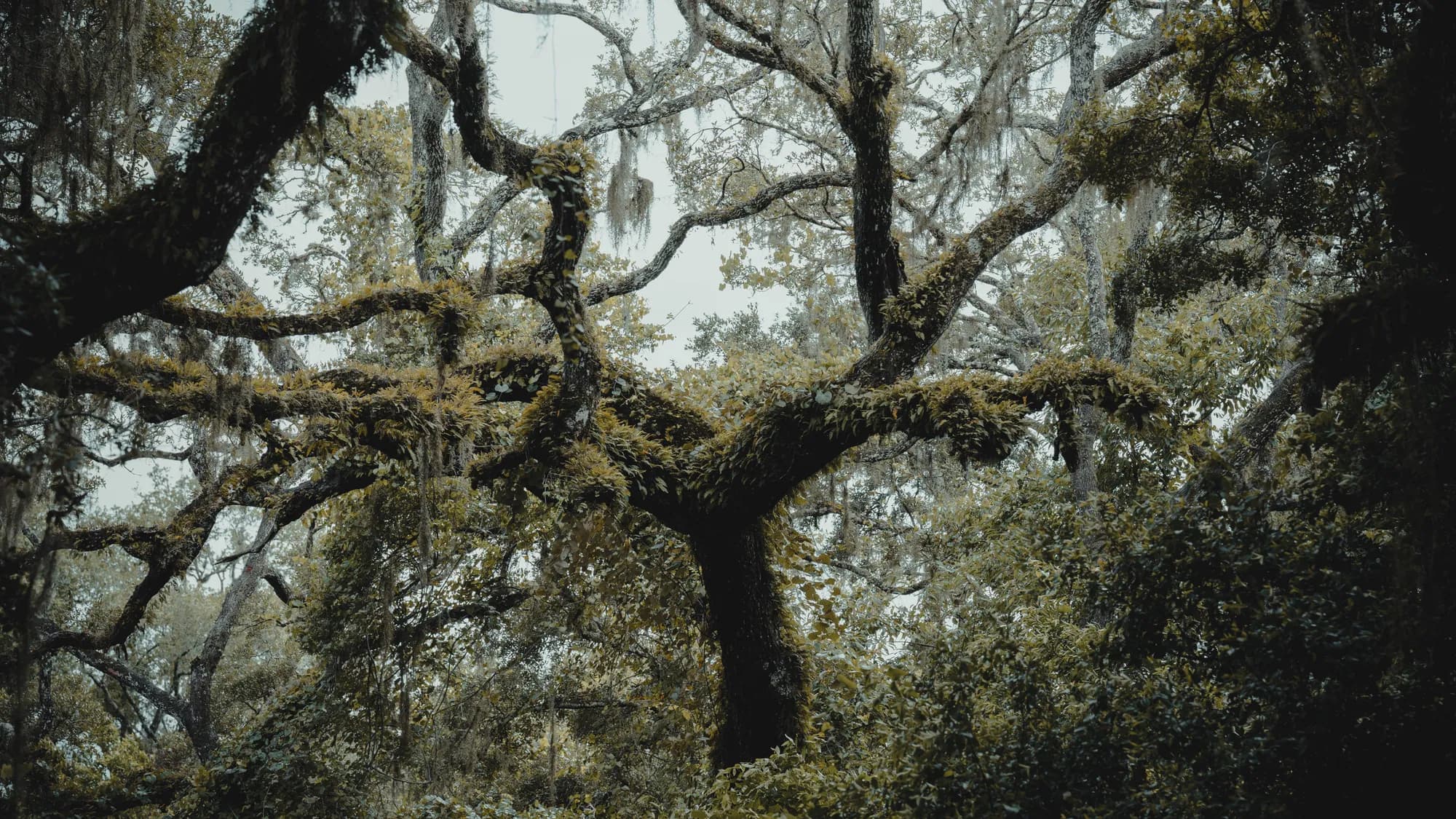 Moss-covered oak trees along a Florida street