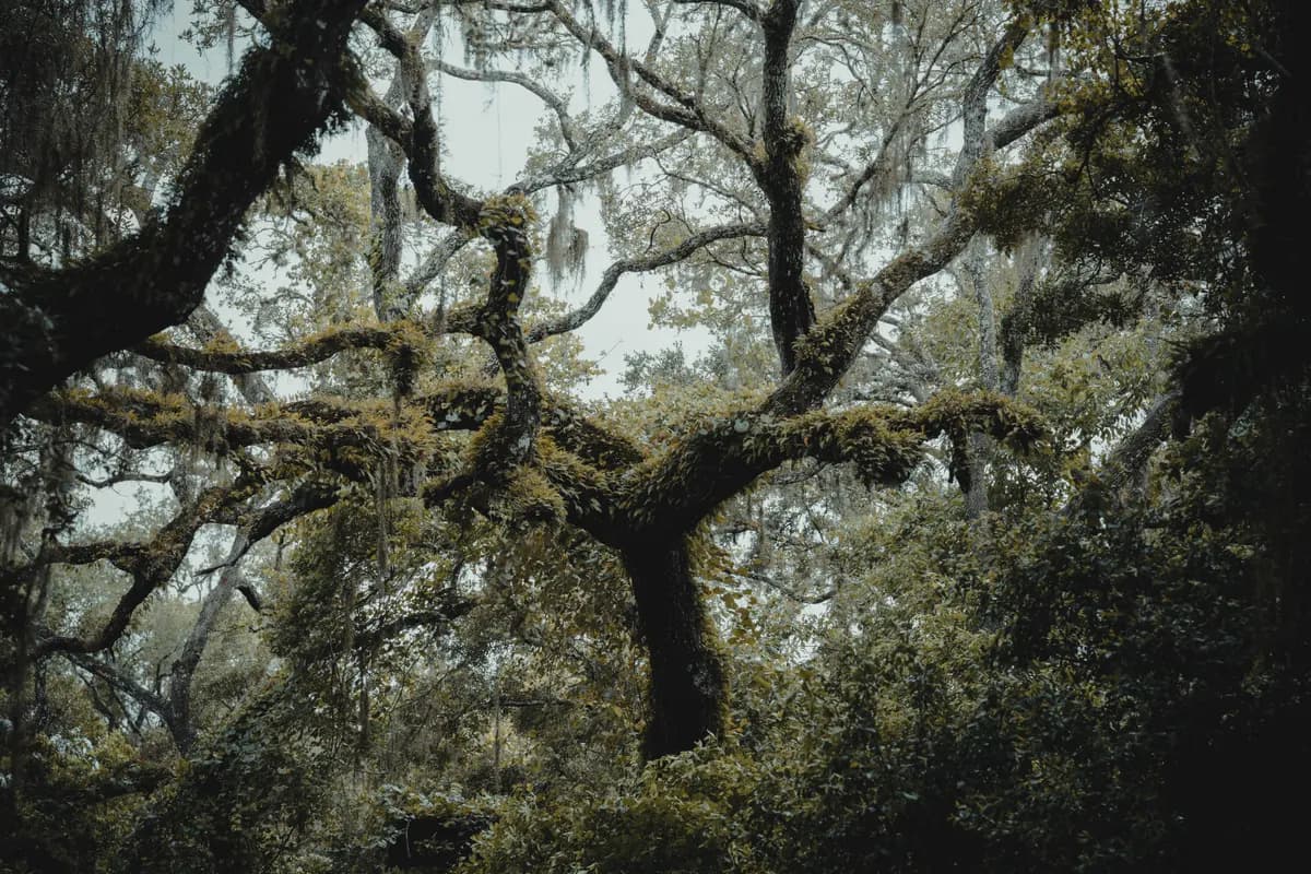 Moss-covered oak trees along a Florida street